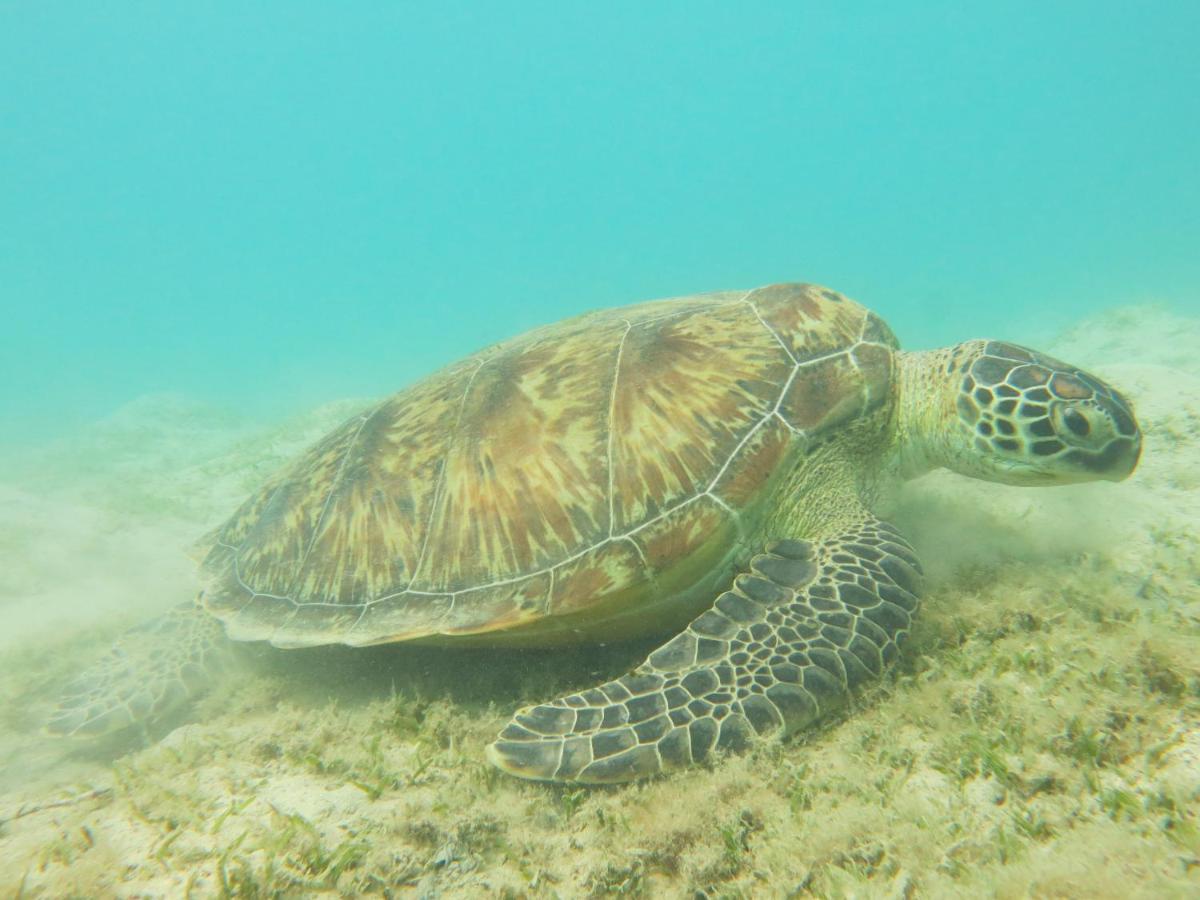 Blue Vision Diving Hotel Marsa Alam Exterior foto