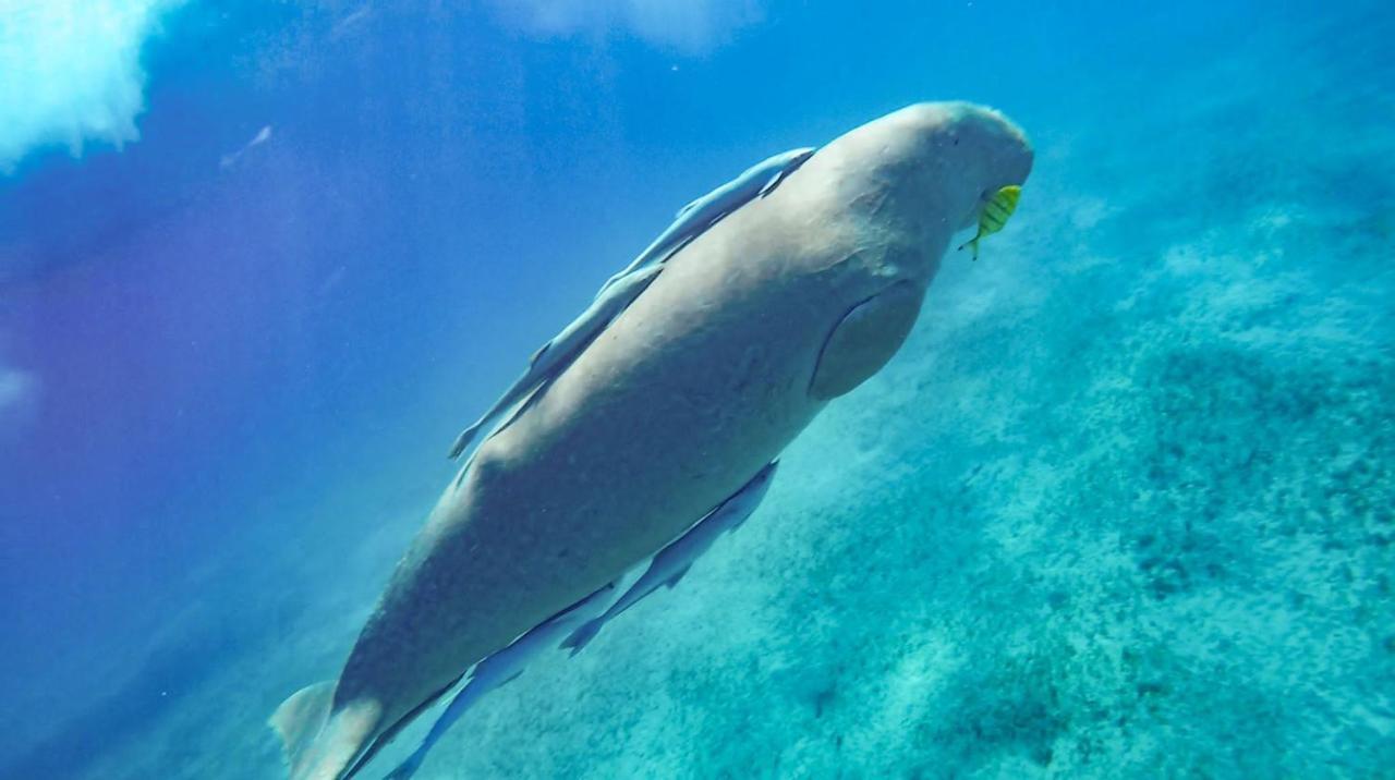 Blue Vision Diving Hotel Marsa Alam Exterior foto