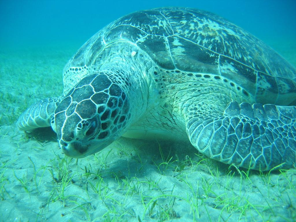 Blue Vision Diving Hotel Marsa Alam Exterior foto